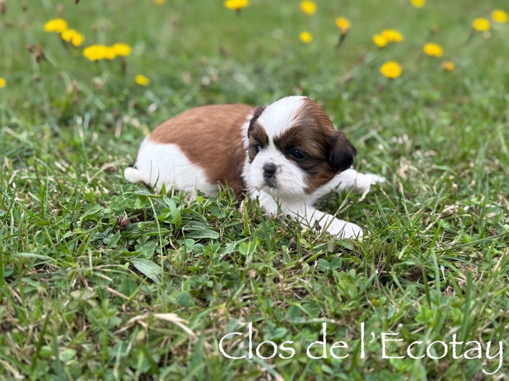 Du Clos De L'Ecotay - Chiots disponibles - Shih Tzu