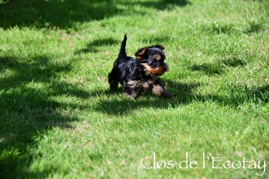 Du Clos De L'Ecotay - Yorkshire Terrier - Portée née le 28/06/2023