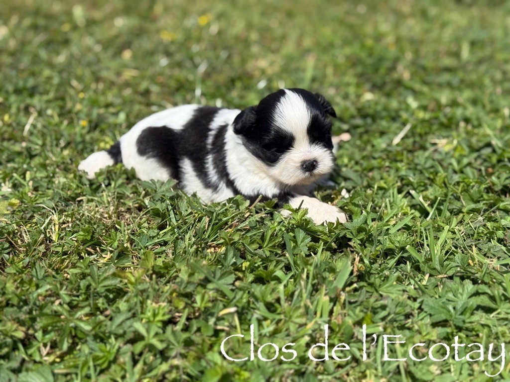 Du Clos De L'Ecotay - Chiots disponibles - Shih Tzu