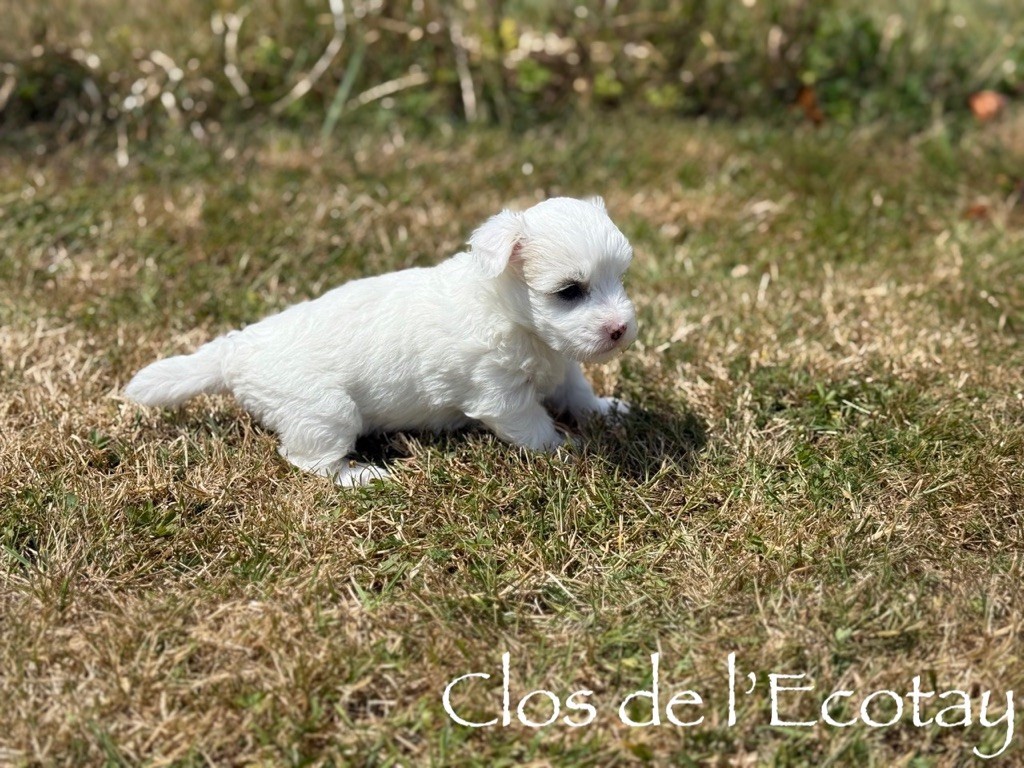 Du Clos De L'Ecotay - Chiots disponibles - Coton de Tulear
