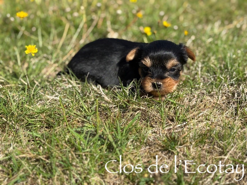 Du Clos De L'Ecotay - Chiots disponibles - Yorkshire Terrier