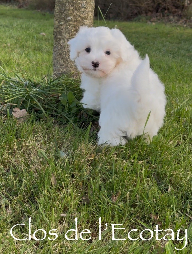 Du Clos De L'Ecotay - Chiots disponibles - Coton de Tulear