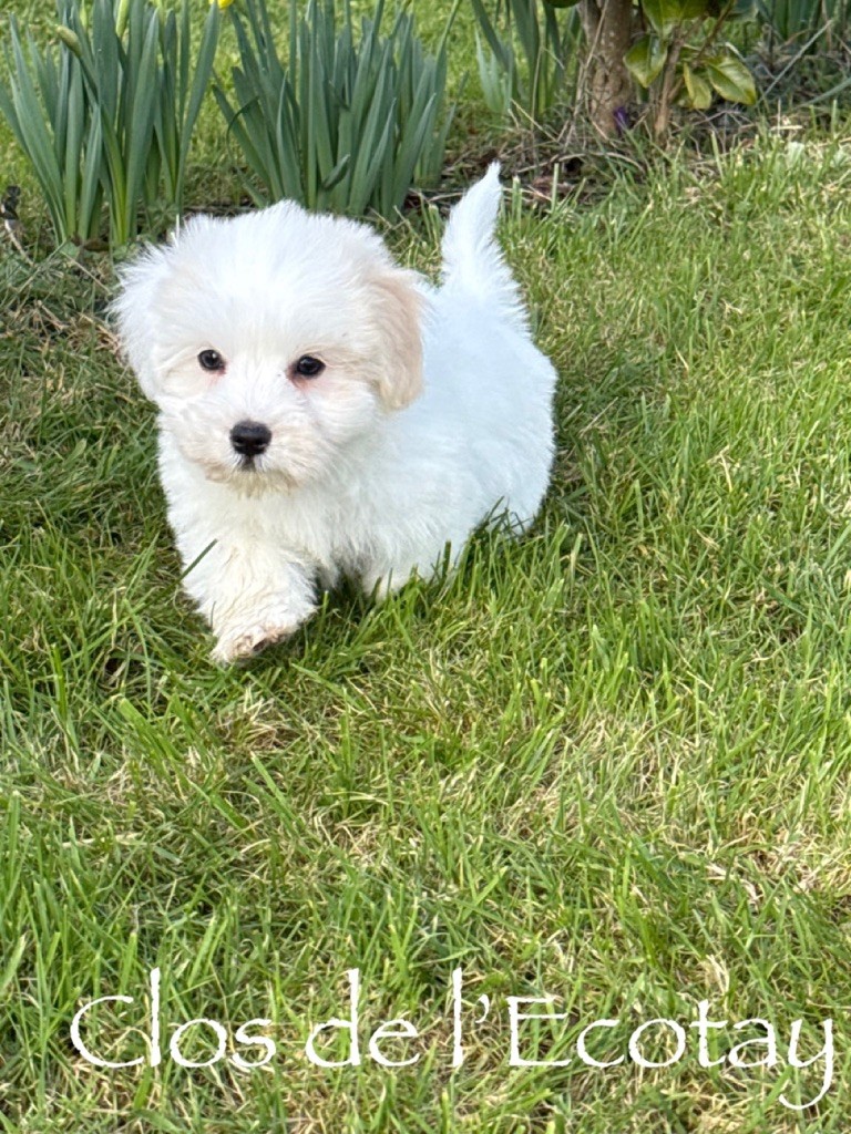 Du Clos De L'Ecotay - Chiots disponibles - Coton de Tulear