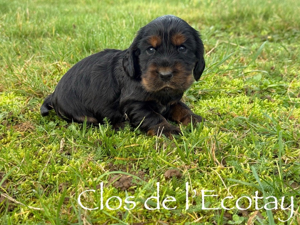 Du Clos De L'Ecotay - Chiots disponibles - Cocker Spaniel Anglais