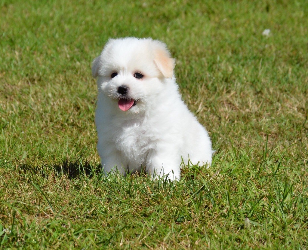 Accueil - Elevage Du Clos De L'Ecotay - eleveur de chiens Coton de Tulear